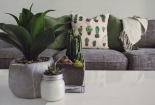 guide to indoor plants